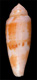 Click to see a larger version of this image (Conus viola  Cernohorsky, 1977 Primary Type Image)