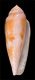 Click to see a larger version of this image (Conus viola  Cernohorsky, 1977 Primary Type Image)