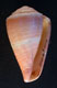 Click to see a larger version of this image (Conus cardinalis  Hwass in Bruguière, 1792 Other Shell Image)