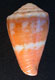 Click to see a larger version of this image (Conus cardinalis  Hwass in Bruguière, 1792 Other Shell Image)