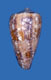 Click to see a larger version of this image