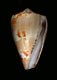 Click to see a larger version of this image (Conus abbotti  Clench, 1942 Primary Type Image)