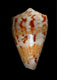 Click to see a larger version of this image (Conus abbotti  Clench, 1942 Primary Type Image)