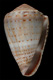 Click to see a larger version of this image (Conus abbreviatus  Reeve, 1843 Primary Type Image)