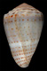 Click to see a larger version of this image (Conus abbreviatus  Reeve, 1843 Primary Type Image)