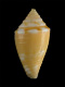 Click to see a larger version of this image (Conus abrolhosensis  Petuch, 1987 Primary Type Image)