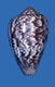 Click to see a larger version of this image