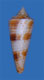 Click to see a larger version of this image (Conus aculeiformis  Reeve, 1844 Primary Type Image)