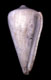 Click to see a larger version of this image (Conus acuminatus  Borson, 1820 Primary Type Image)