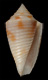 Click to see a larger version of this image (Conus acutimarginatus  Sowerby ii, 1866 Primary Type Image)