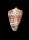 Click to see a larger version of this image (Conus adustus  Sowerby ii, 1858 Primary Type Image)