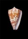 Click to see a larger version of this image (Conus adustus  Sowerby ii, 1858 Primary Type Image)