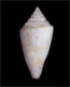 Click to see a larger version of this image (Conus agassizii  Dall, 1886 Primary Type Image)