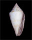 Click to see a larger version of this image (Conus agassizii  Dall, 1886 Primary Type Image)