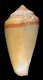 Click to see a larger version of this image (Conus algoensis agulhasi  Coomans. Moolenbeek & Wils, 1980 Primary Type Image)