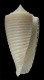 Click to see a larger version of this image (Conus alabaster  Reeve, 1849 Primary Type Image)