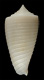 Click to see a larger version of this image (Conus alabaster  Reeve, 1849 Primary Type Image)