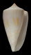 Click to see a larger version of this image (Conus albospira  Smith, E. A., 1880 Primary Type Image)