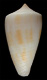 Click to see a larger version of this image (Conus albospira  Smith, E. A., 1880 Primary Type Image)