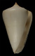 Click to see a larger version of this image (Conus albus  Shaw, 1915 Primary Type Image)