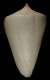 Click to see a larger version of this image (Conus albus  Shaw, 1915 Primary Type Image)