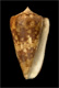 Click to see a larger version of this image (Conus ammiralis  Linnaeus, 1758 Primary Type Image)