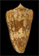 Click to see a larger version of this image (Conus ammiralis  Linnaeus, 1758 Primary Type Image)