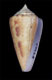 Click to see a larger version of this image (Conus amphiurgus  Dall, 1889 Primary Type Image)