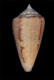 Click to see a larger version of this image (Conus amphiurgus  Dall, 1889 Primary Type Image)