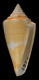 Click to see a larger version of this image (
Conus anabathrum  Crosse, 1865 Primary Type Image)