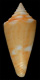 Click to see a larger version of this image (
Conus anabathrum  Crosse, 1865 Primary Type Image)