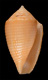 Click to see a larger version of this image (Conus anaglypticus  Crosse, 1865 Primary Type Image)