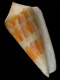 Click to see a larger version of this image (Conus anceps  A. Adams, 1854 Primary Type Image)