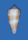 Click to see a larger version of this image (Conus anceps  A. Adams, 1854 Primary Type Image)