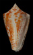 Click to see a larger version of this image (Conus angulatus  A. Adams, 1854 Primary Type Image)