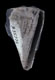 Click to see a larger version of this image (Conus antiquus  Lamarck, 1810 Primary Type Image)