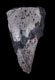 Click to see a larger version of this image (Conus antiquus  Lamarck, 1810 Primary Type Image)