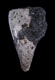 Click to see a larger version of this image (Conus antiquus  Lamarck, 1810 Primary Type Image)