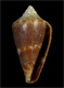 Click to see a larger version of this image (Conus antoniomonteiroi  Rolán, 1990 Primary Type Image)