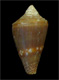 Click to see a larger version of this image (Conus antoniomonteiroi  Rolán, 1990 Primary Type Image)