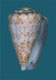 Click to see a larger version of this image
