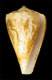 Click to see a larger version of this image (Conus princeps apogrammatus  Dall, 1910 Primary Type Image)