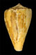 Click to see a larger version of this image (Conus princeps apogrammatus  Dall, 1910 Primary Type Image)