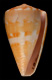 Click to see a larger version of this image (Conus archetypus  Crosse, 1865 Primary Type Image)