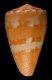 Click to see a larger version of this image (Conus archetypus  Crosse, 1865 Primary Type Image)