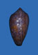 Click to see a larger version of this image