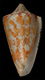 Click to see a larger version of this image (Conus archon  Broderip & Sowerby, 1833 Syntype Image)