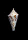 Click to see a larger version of this image (Conus arcuatus  Broderip & Sowerby, 1829 Primary Type Image)