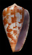 Click to see a larger version of this image (Conus ardisiaceus  Kiener, 1850 Primary Type Image)