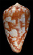 Click to see a larger version of this image (Conus ardisiaceus  Kiener, 1850 Primary Type Image)